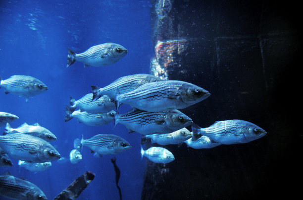 rockfish
