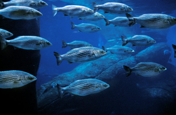 rockfish