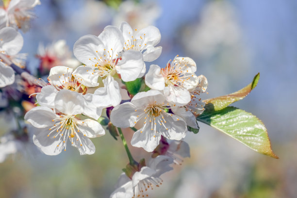 花满枝头