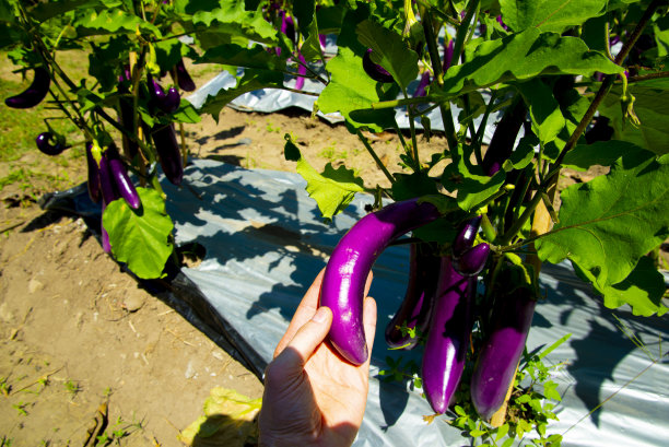 紫色长茄子