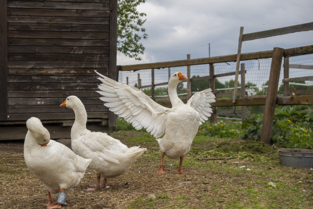 goose