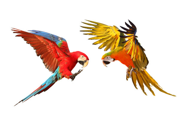 macaw