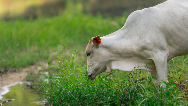 生态黄牛草地上的牛