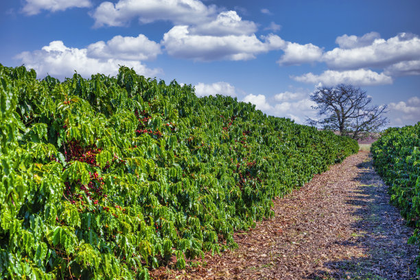 plantation