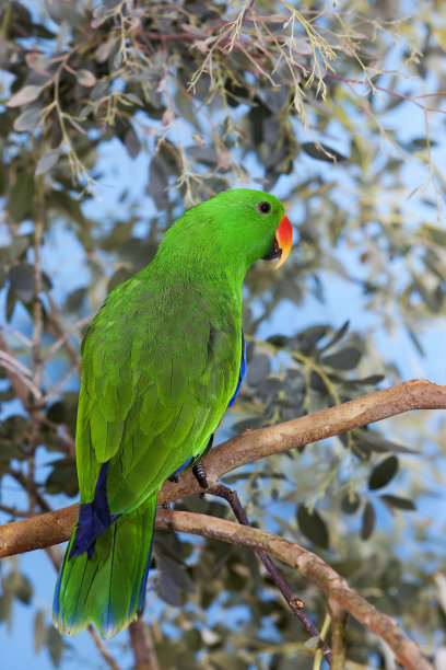 eclectus