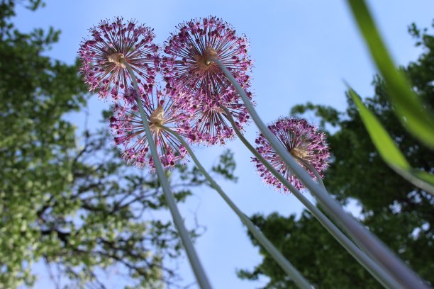 蓝底花