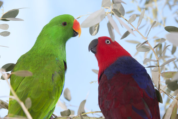 eclectus
