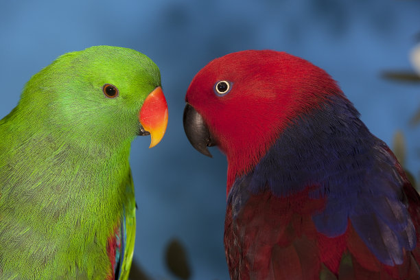 eclectus