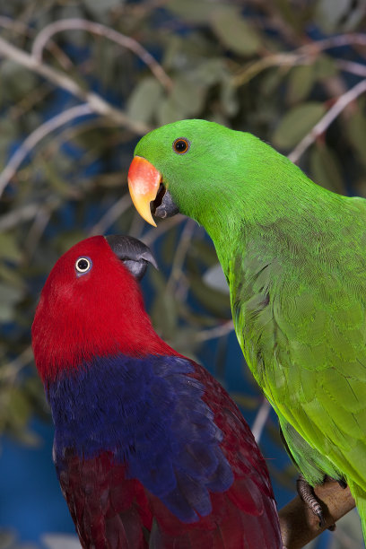 eclectus