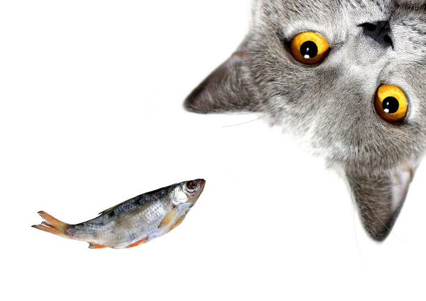 猫捉鱼