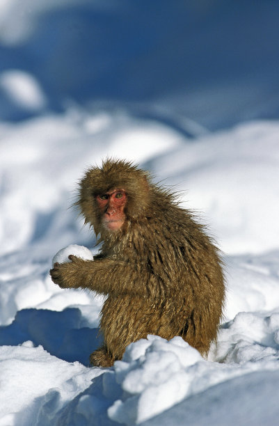 雪中猕猴