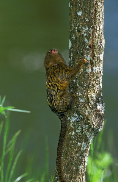 marmoset