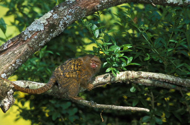 marmosets