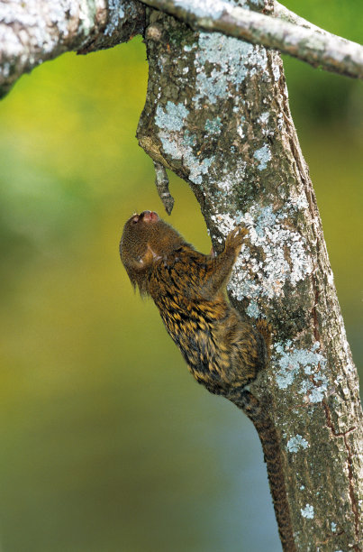 marmoset