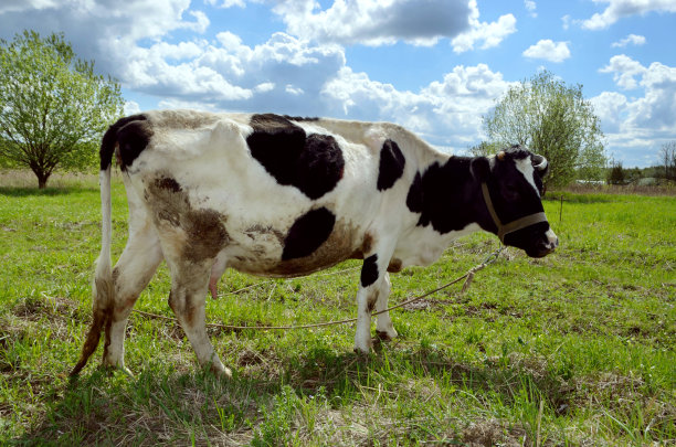 农村可爱的奶牛