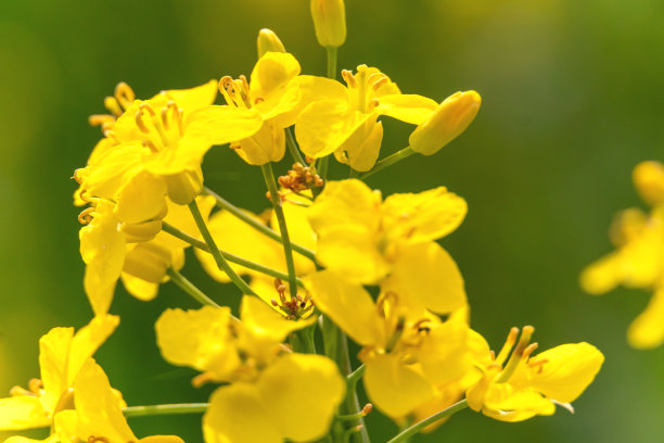 雌蕊和雄蕊花艺