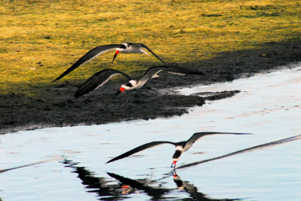 skimmer