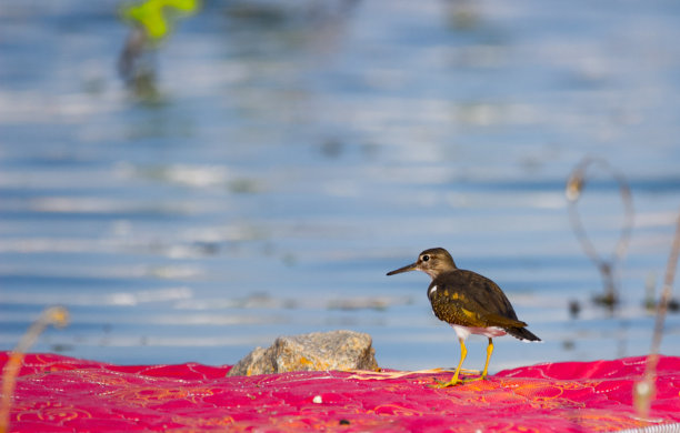 limosa