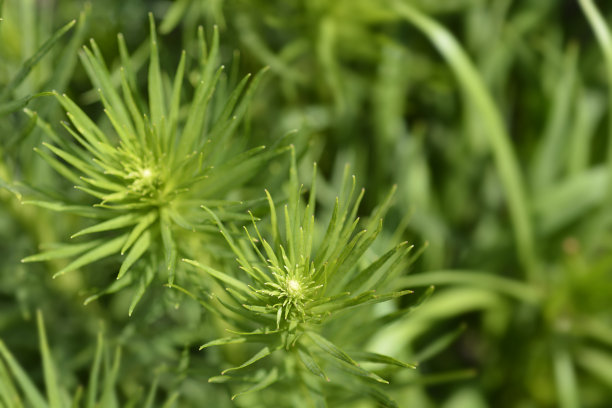 liatris