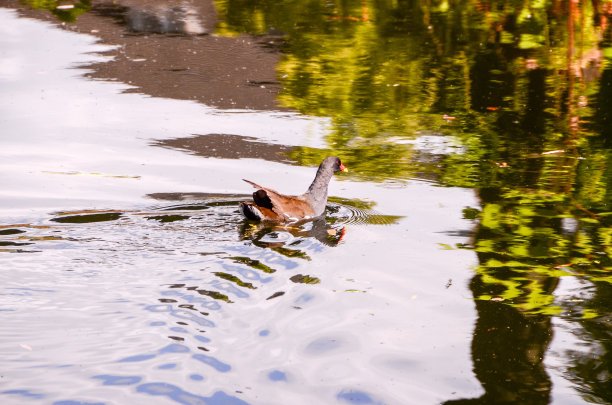 池塘小野鸭