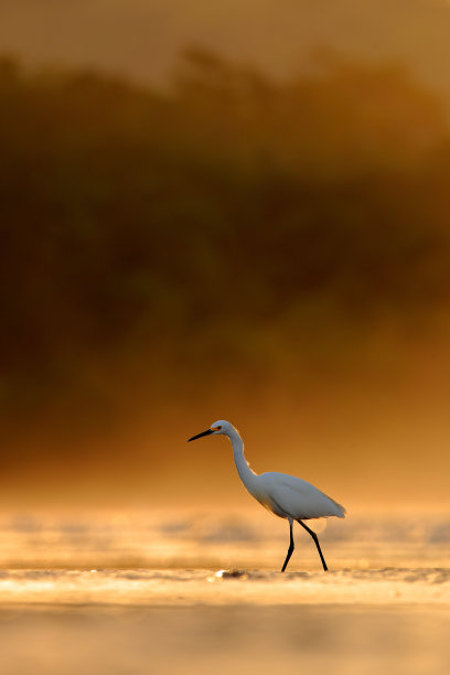 夕阳下的白鹭