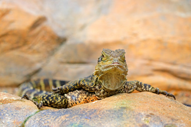 physignathus