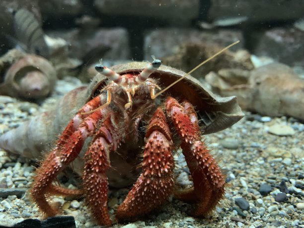 crustacean