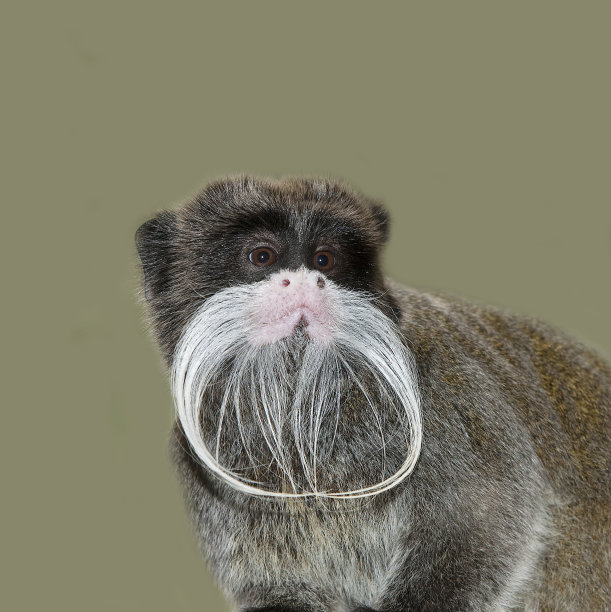 saguinus