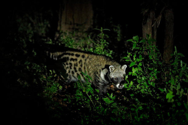 civet