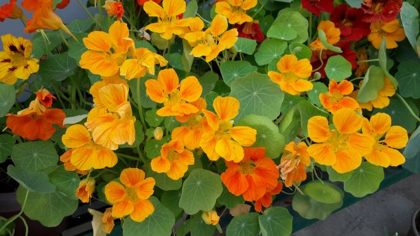 nasturtium