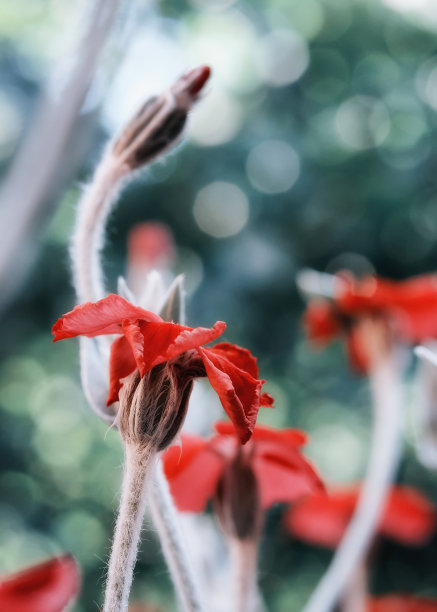 玻璃花纹背景图片