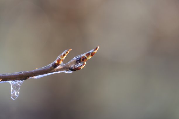 含苞待放的冰凌花