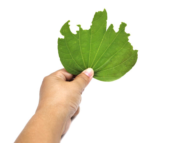 虫子啃过的叶子