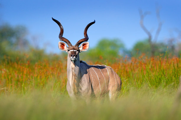 antelope