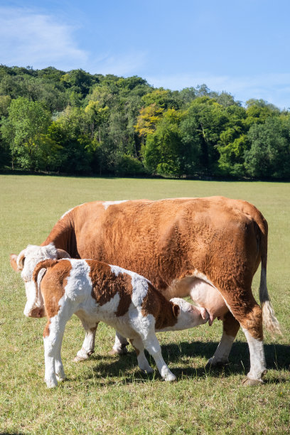 cow