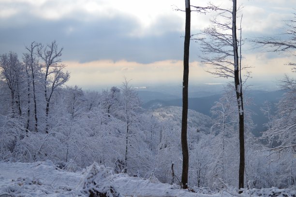 冬季白桦树林白桦树杆雪地