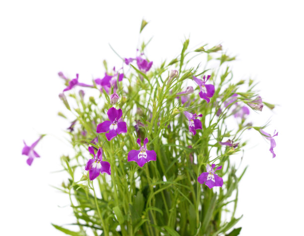 lobelia