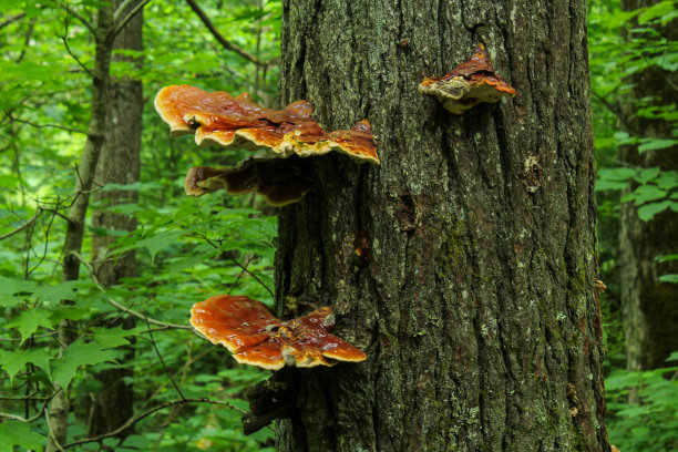 树林蘑菇