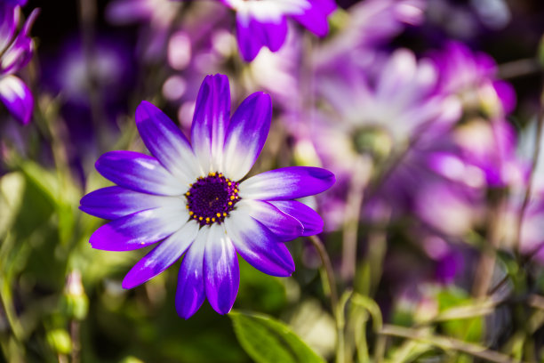 紫瓜叶菊