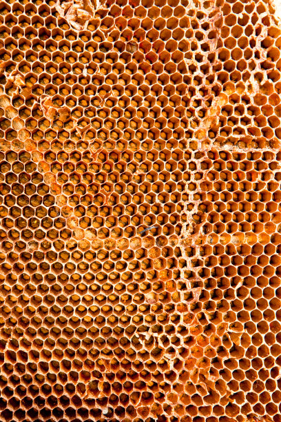 生物蜂胶蜂巢