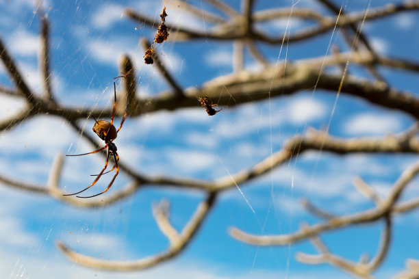 树枝上的蜘蛛网