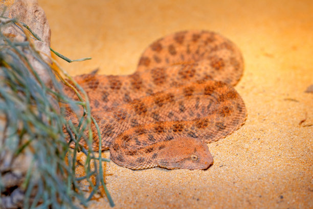 atheris