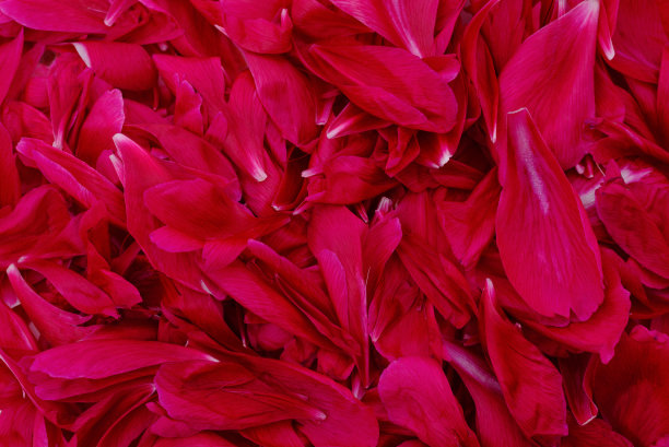红色婚礼地毯