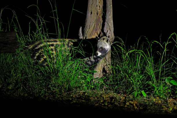 civet