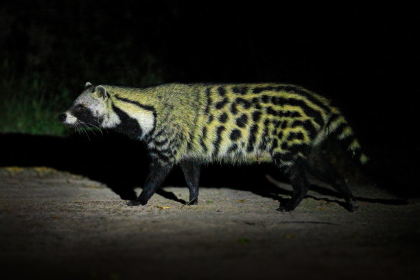 civet