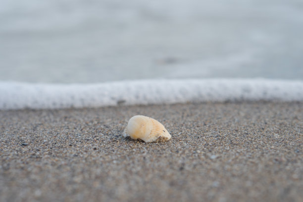 海岸贝壳