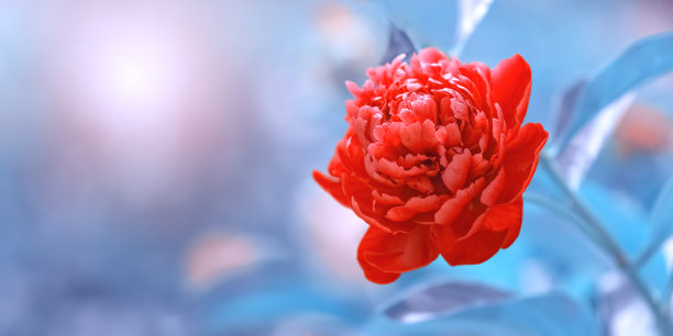 抽象牡丹花