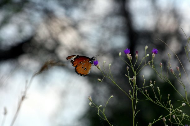 盛开花朵上的蝴蝶