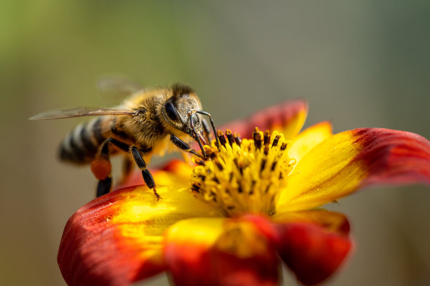 蜜蜂采蜜实拍