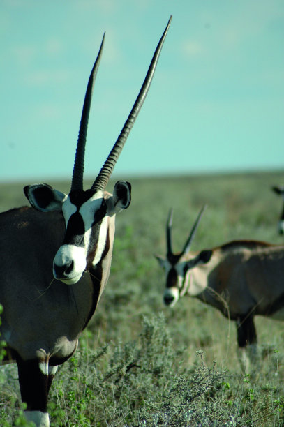 gemsbok